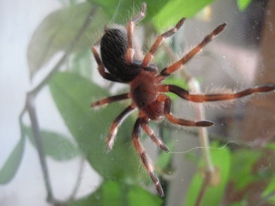 Brachypelma annitha