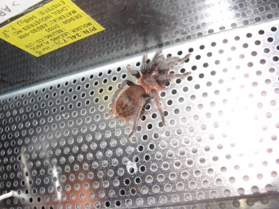 Brachypelma vagans
