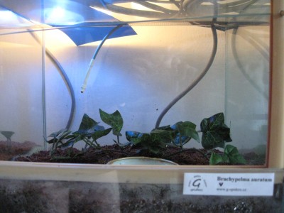 teplotní čidlo v teráriu