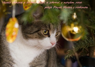 Kočička (2) s textem.jpg