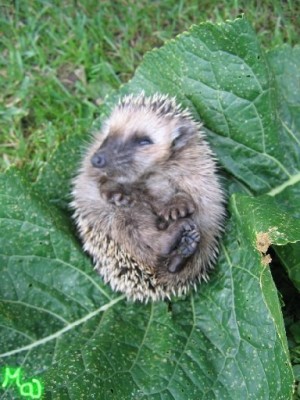 Chci vidět zamilovaného smajlíka