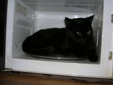 náš první kocour, všem známí jako BuBu...