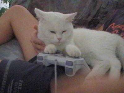 Taky hraje vaše kočka play stationu?