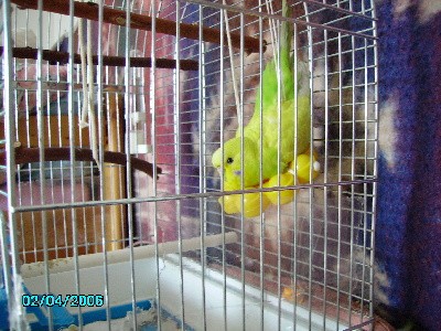 pepina neboli pika  -andulka