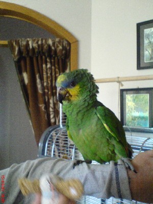 Oskar - Amazoňan oranžovokřídlý