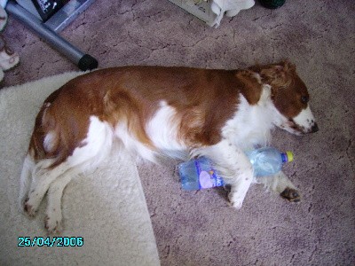 Alina - Velššpringlspaniel